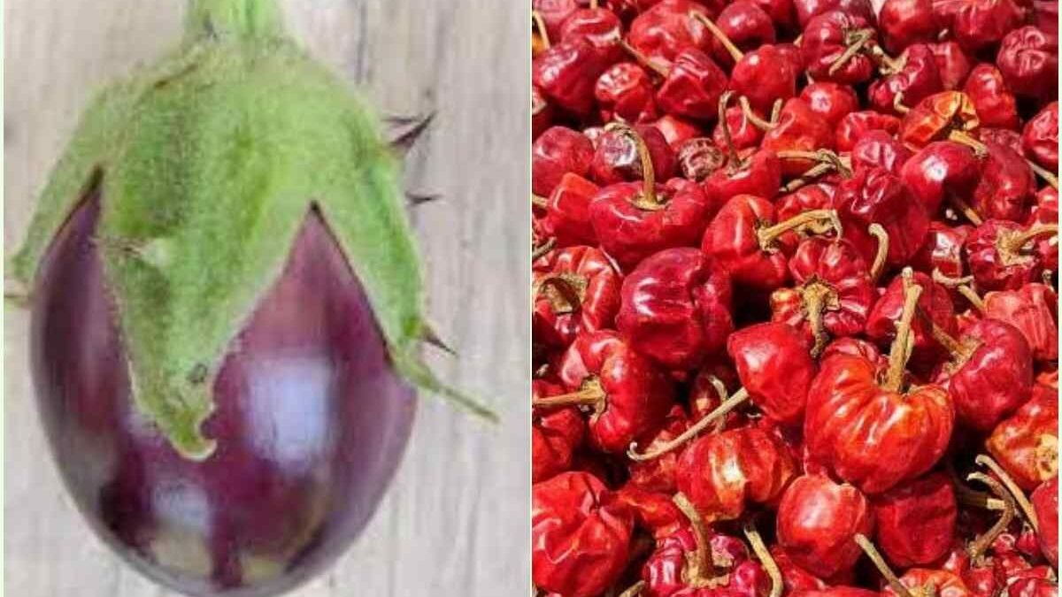 முள் கத்தரிக்காய், குண்டு மிளகாய்