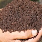 மண்புழு