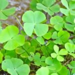 ஆரைக் கீரையின் மருத்துவப் பயன்கள்!