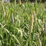 தீவனக் கம்பு சாகுபடி!