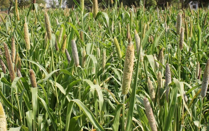 தீவனக் கம்பு சாகுபடி!