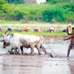 களர் உவர்