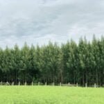 சவுக்கு மரம்