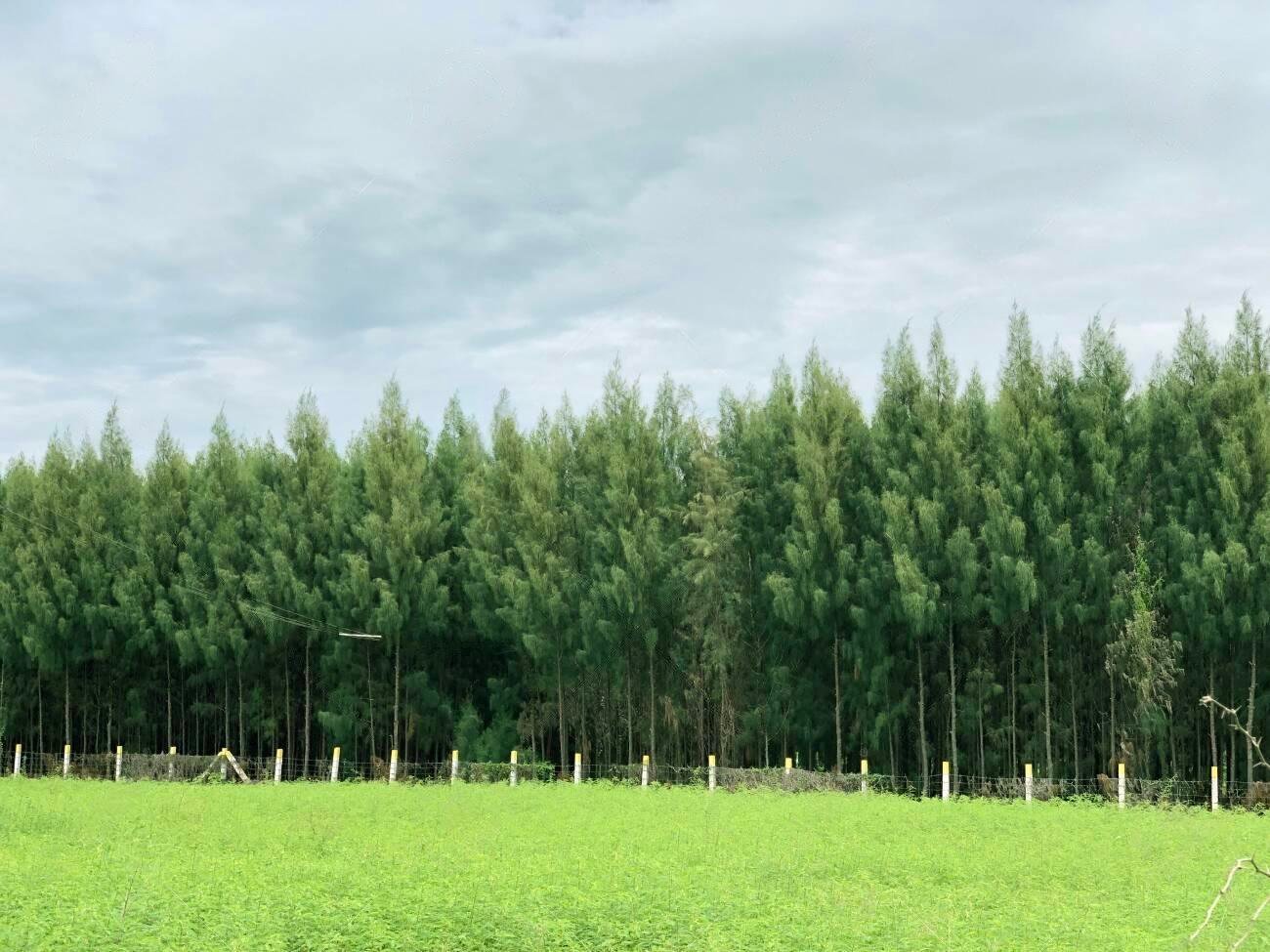 சவுக்கு மரம்