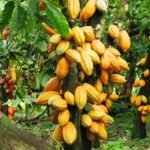 தென்னந் தோப்புக்கு ஏற்ற ஊடுபயிர் கோகோ!