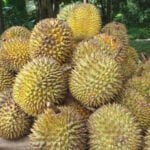 துரியன் பழம்