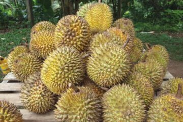 துரியன் பழத்தின் மருத்துவக் குணங்கள்!