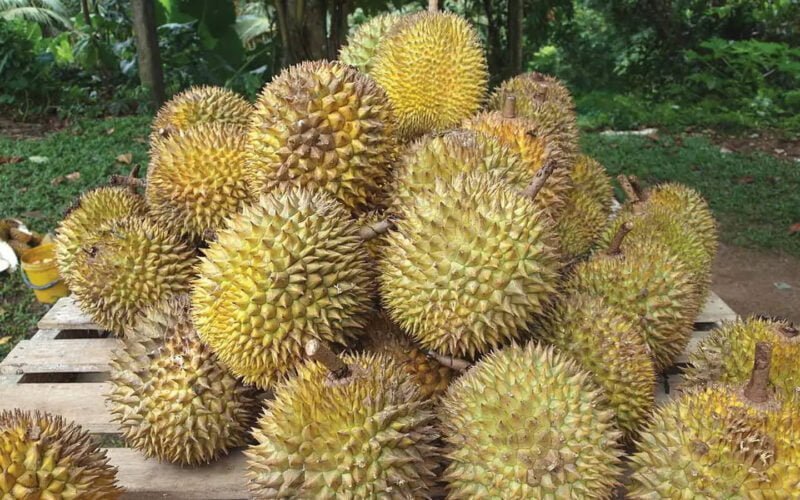 துரியன் பழம்