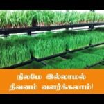 நிலமே இல்லாமல் பசுந்தீவனம் வளர்ப்பு!