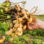 நிலக்கடலை சாகுபடி