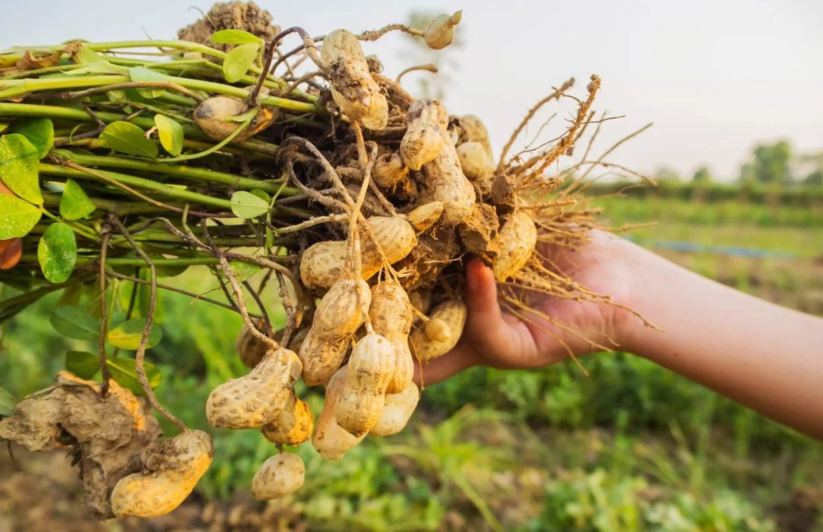 நிலக்கடலை சாகுபடி