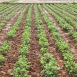 நிலக்கடலையில் ஒருங்கிணைந்த பூச்சி நிர்வாகம்!