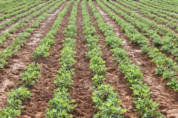 நிலக்கடலையில் ஒருங்கிணைந்த பூச்சி நிர்வாகம்!