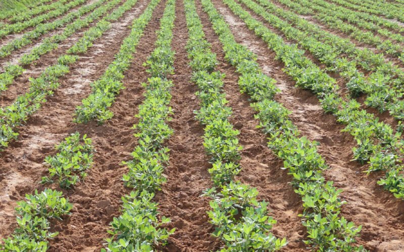 நிலக்கடலையில் ஒருங்கிணைந்த பூச்சி நிர்வாகம்! 1 நிலக்கடலையில் ஒருங்கிணைந்த பூச்சி நிர்வாகம்!