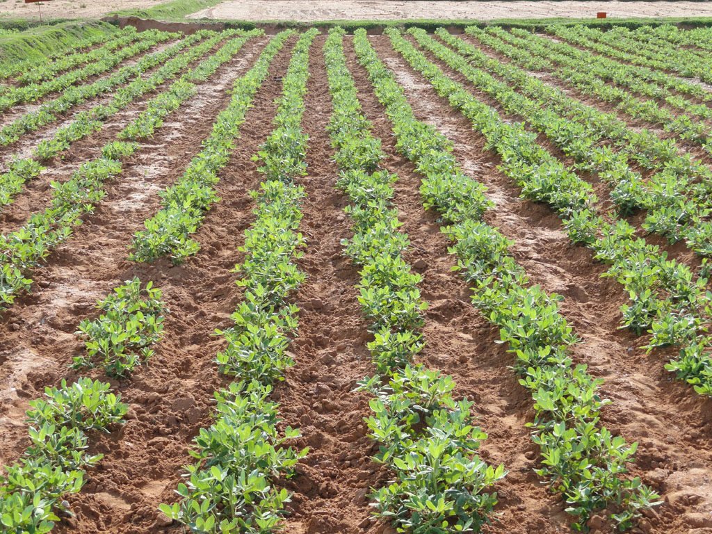 நிலக்கடலையில் ஒருங்கிணைந்த பூச்சி நிர்வாகம்!