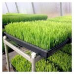 எளிய முறையில் பசுந்தீவன உற்பத்தி!