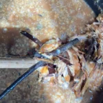 மீன் கழிவுகள்: உரமாக மாற்றுவது எப்படி?