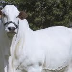 நெல்லூர் பசு