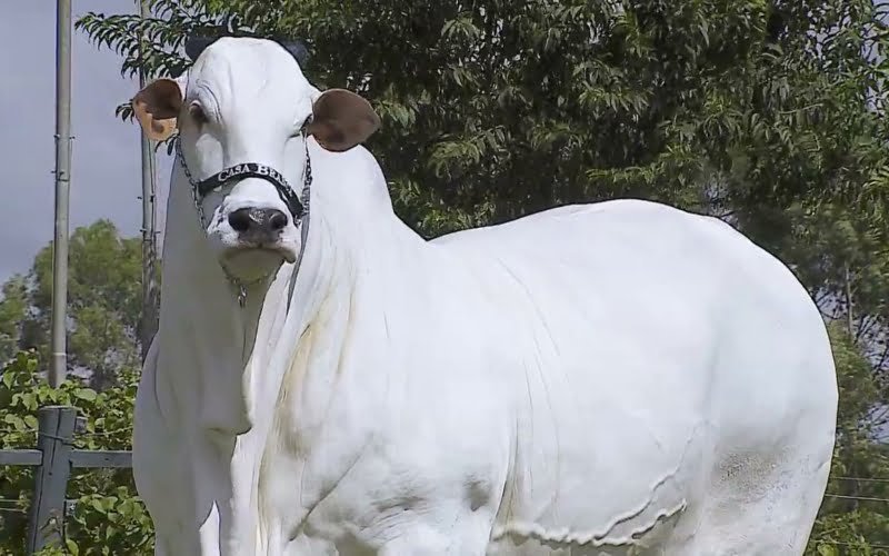 ரூ.40 கோடிக்கு ஏலம் போன நெல்லூர் பசுமாடு! 1 நெல்லூர் பசு