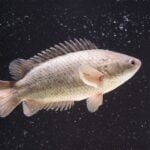 பனையேறிக் கெண்டை