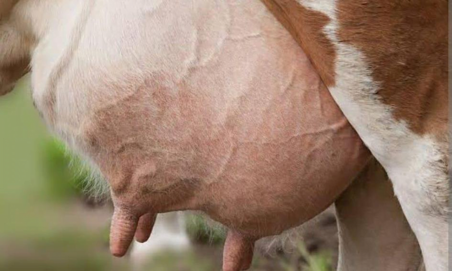 மடி நோய்