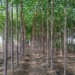 மலை வேம்பு