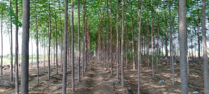 மலை வேம்பு