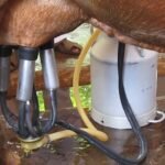 பால் உற்பத்தி