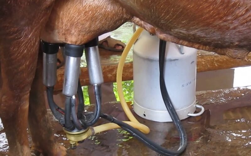 சுத்தமான பால் உற்பத்தி! 1 பால் உற்பத்தி