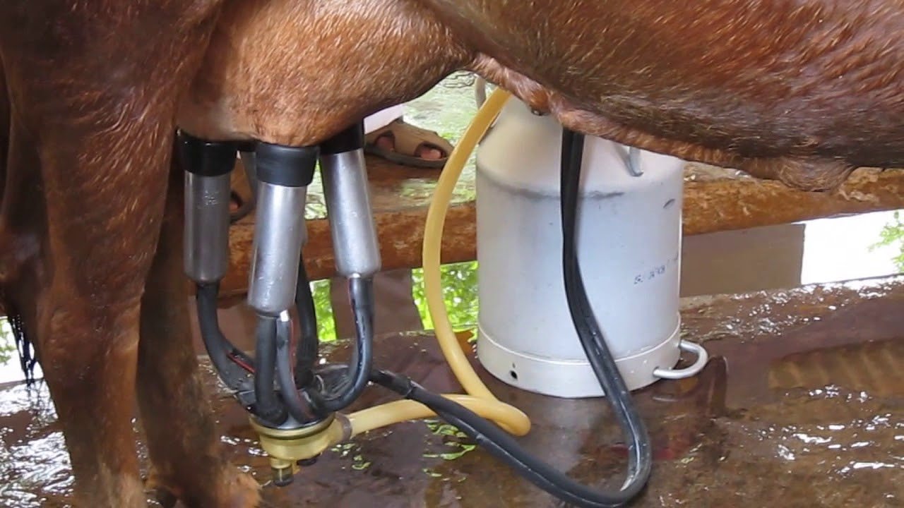 பால் உற்பத்தி