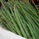 முருங்கை