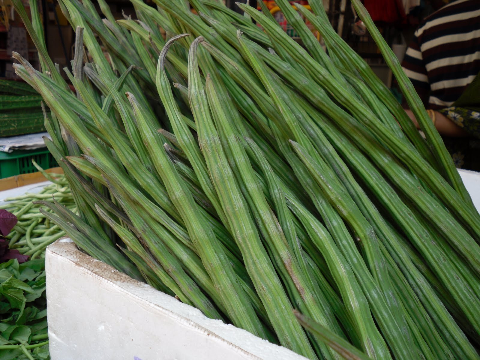 முருங்கை