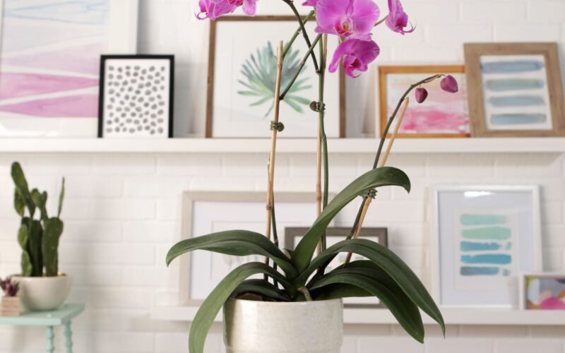 ஆர்கிட் பூச்செடி வளர்ப்பு முறைகள்! 1 ஆர்கிட் பூச்செடி வளர்ப்பு முறைகள்!