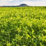 பசுந்தாள்