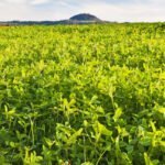 பசுந்தாள்