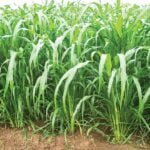 பசுந்தீவன சாகுபடி!