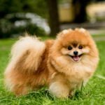 வீட்டில் வளர்ப்பதற்கு ஏற்ற நாய் இனங்கள்!