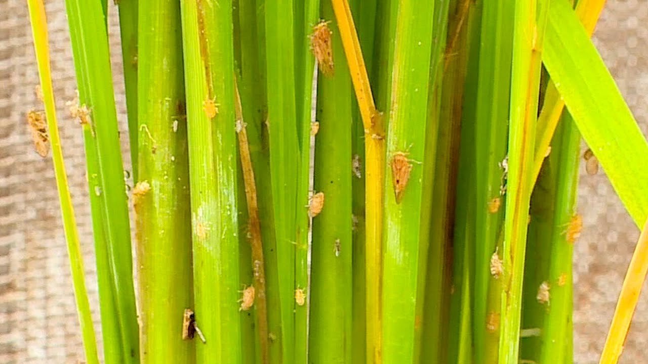 புகையான் கட்டுப்பாடு!