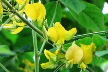 மண்ணுக்கு வளம் சேர்க்கும் சணப்பு!