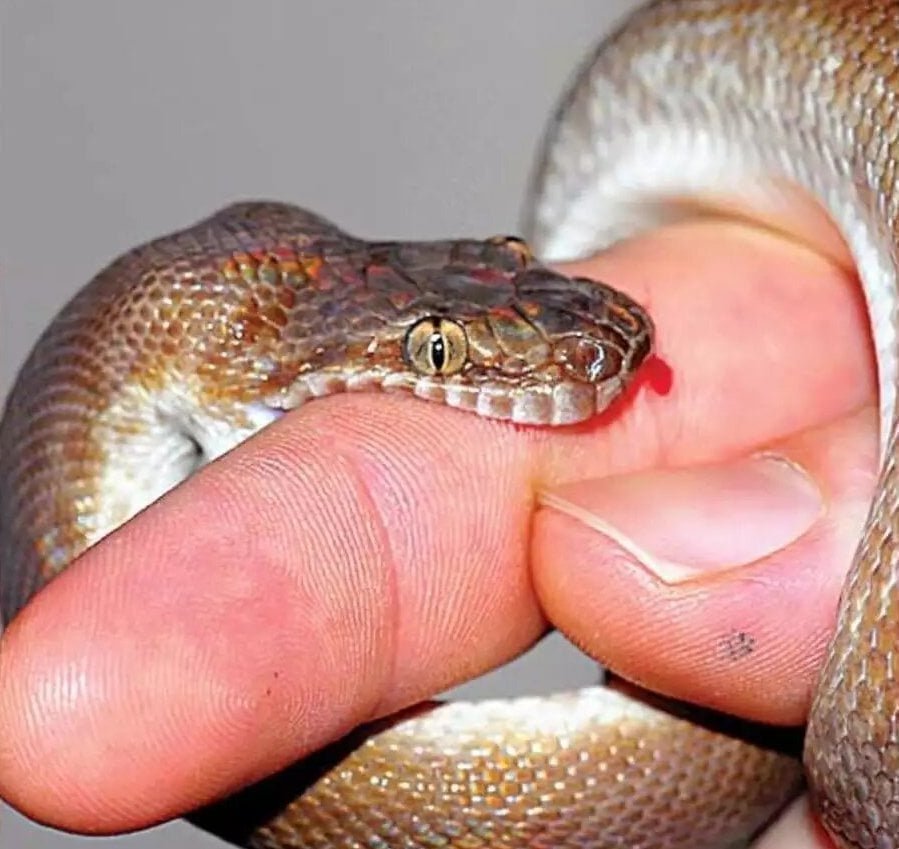 பாம்புக் கடி