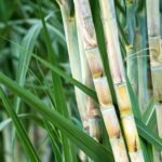 கரும்பை வறட்சியில் இருந்து காப்பது எப்படி?