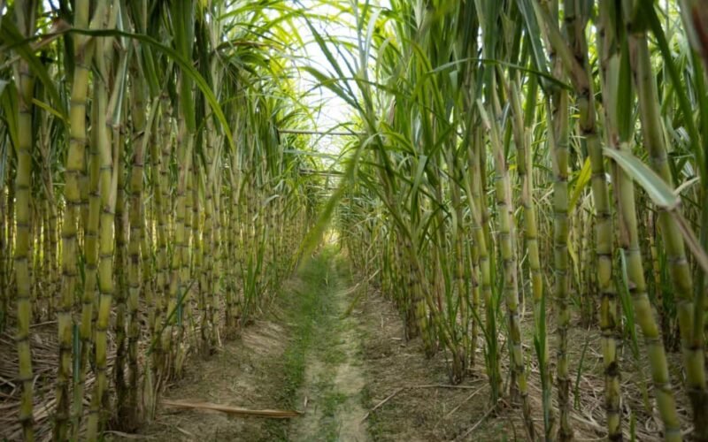 கரும்பைத் தாக்கும் பூச்சிகள்!