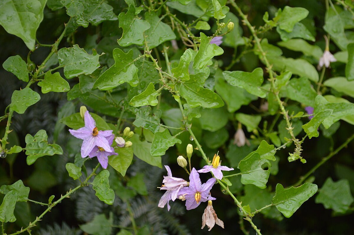 தூதுவளையின்