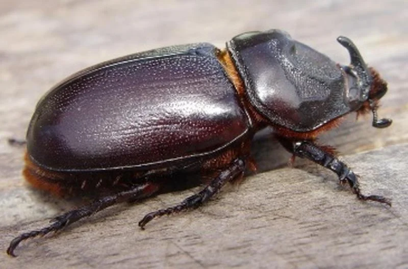 காண்டாமிருக வண்டு