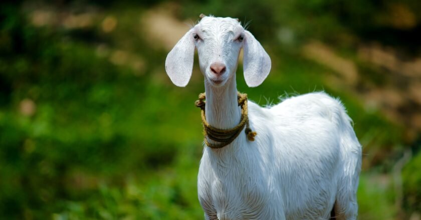 வெள்ளாடு