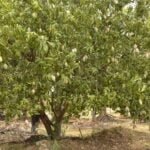 மாவைத் தாக்கும் சாம்பல் நோய்!