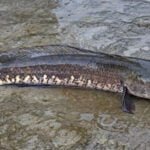 விரால் மீன் வளர்ப்பு