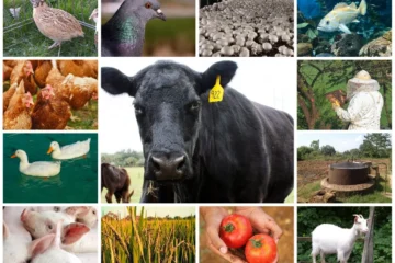 மானாவாரி மற்றும் தரிசுக்கு ஏற்ற ஒருங்கிணைந்த பண்ணையம்!