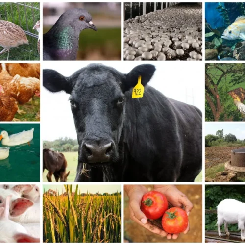 மானாவாரி மற்றும் தரிசுக்கு ஏற்ற ஒருங்கிணைந்த பண்ணையம்!