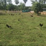 நாட்டுக்கோழி வளர்ப்பில் உள்ள சிக்கல்கள்!